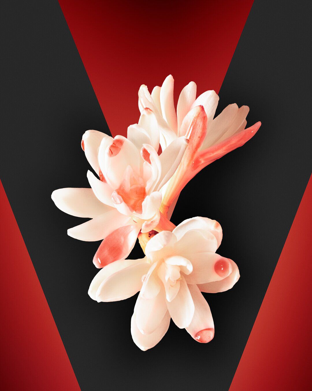 Tuberose image